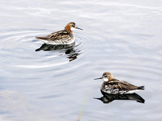 Iceland red-necked phalaropes 2017