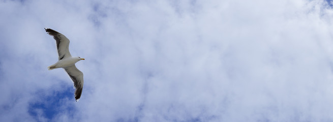 Möwe Wolken