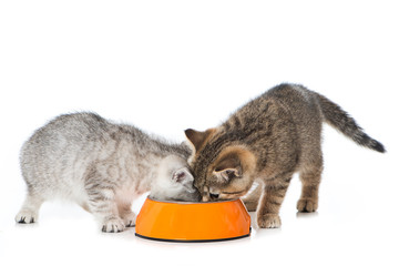 Kätzchen mit Futterschüssel © DoraZett