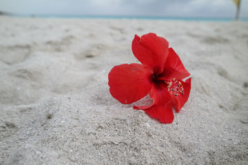 Red flower on beach in Cuba