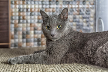 Russian blue cat lie on the carpet