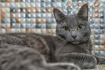 Portrait of russian blue cat with beautiful eyes