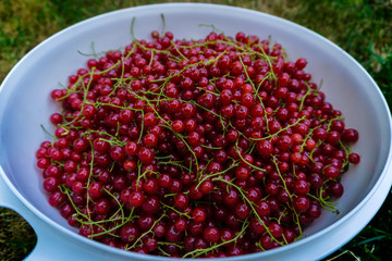 Johannisbeeren Ernte 4