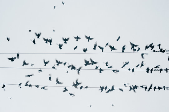 Birds on a wire