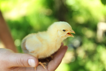 Human hand holding cute little chick on blurred background