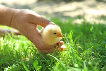Human hand holding cute little chick on blurred background