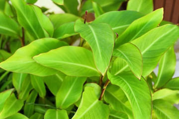 Tropical bush with green leaves as background