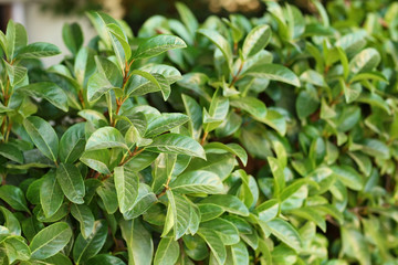 Tropical bush with green leaves as background