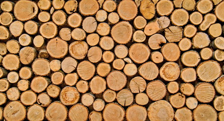 Background of tree stumps, natural wood background