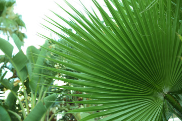 Green tropical leaf on natural background, closeup