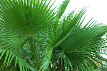 Green tropical leaves on light background