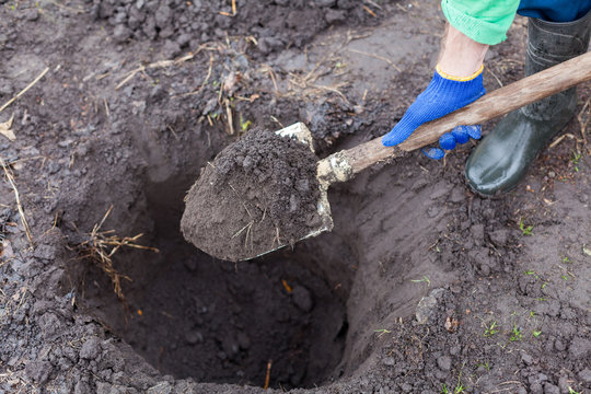 Digging The Hole For Planting Bush In Garden.