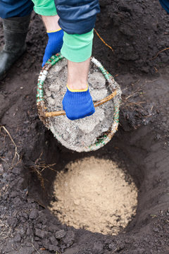The gardener prepares the ground before planting the bush into the soil