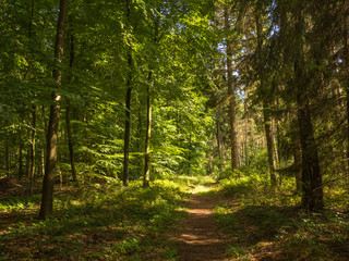Fototapeta na wymiar Path in the forest leading into the light