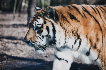 Tiger walking in forest