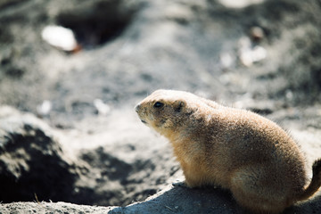 Beautiful prarie dog alert and waiting