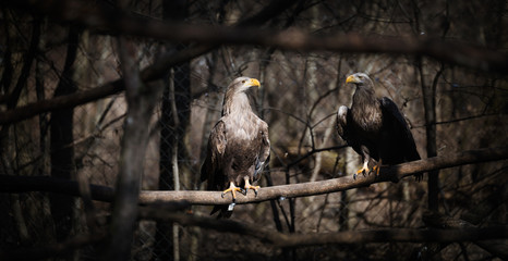 Two dark grey eagles in nature
