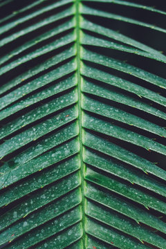 A palm leaf