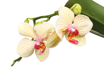 Naklejka premium Moth orchid flowers
