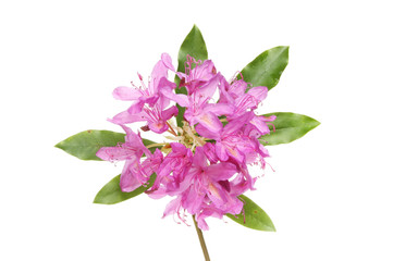 Rhodedendron ponticum flowers and foliage