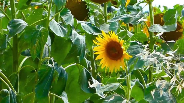 Champs de tournesol en pleine nature