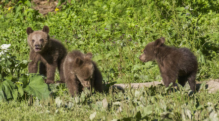 Obraz na płótnie Canvas Wild bears in the Romanian forest