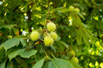 Chestnut fruit on the tree. Slovakia
