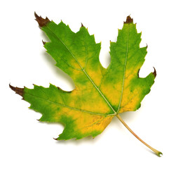 Autumn multicolor maple leaf