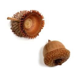 Autumn acorns on white