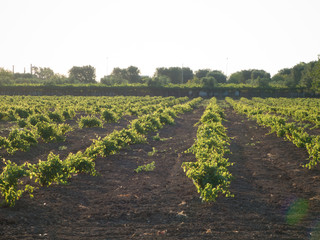 a grape plantation in an italian country in july