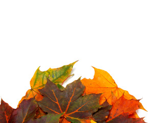 Autumn multicolor maple-leafs