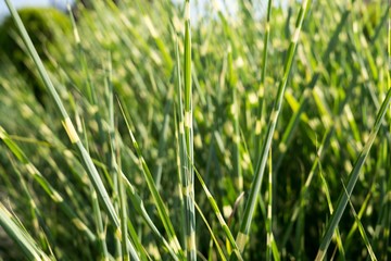 Grass in the garden. Slovakia