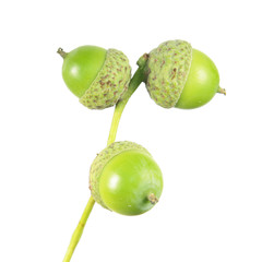 Green acorns isolated on white background
