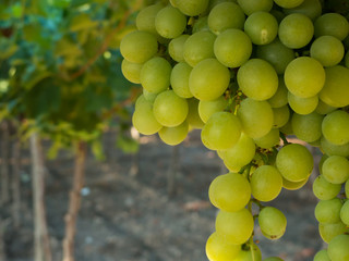 a grape plantation in an italian country in july