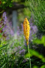 Orangefarbene Steppenkerze in grüner Landschaft
