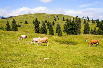 Fototapeta na wymiar Cattle, Livestock grazing on pasture in mountains