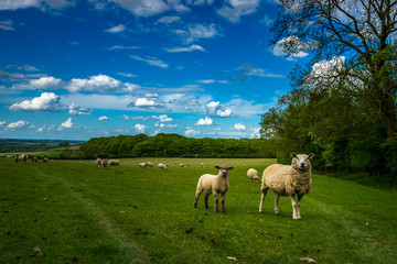 Herd of sheep on beautiful green meadow