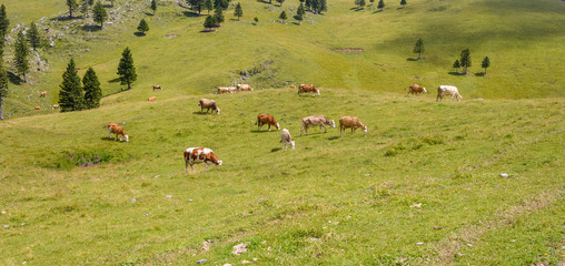 Cattle, Livestock grazing on pasture in mountains