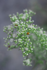  Ladybug on a plant