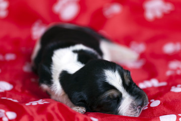 Fototapeta na wymiar Pretty and gently Basset hound puppy
