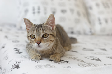 Curious cat sitting on the bed