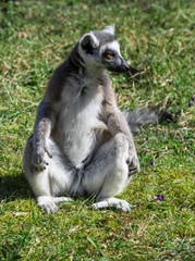 Ring-tailed monkey or Lemur Catta