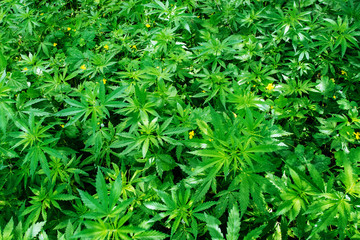 Wild agricultural hemp grows in the countryside