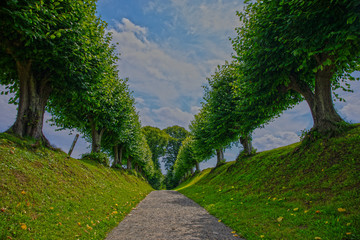 Weg mit Lindenbäumen
