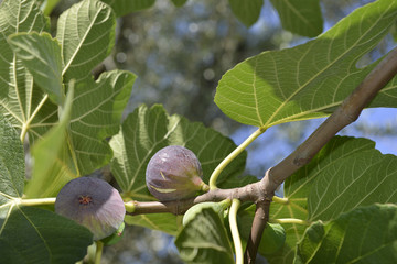 Figs on the tree.