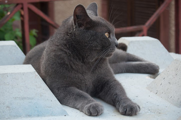 portrait de chat gris sur un bloc de béton dans la rue