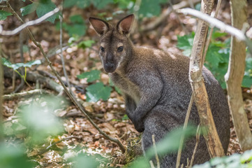 Känguru im Wald