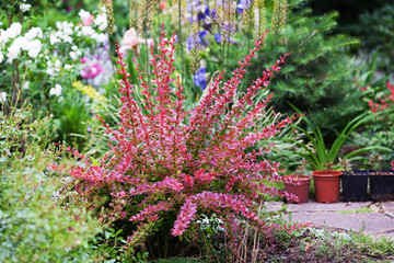 Berberis thunbergii Red Carpet ornamental perennial shrub in the garden landscape