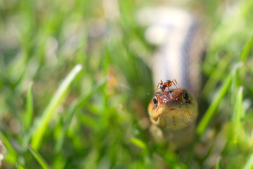 Snake in the grass with an ant on its head