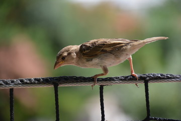 sparrow sitting on the fence